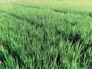 green paddy field