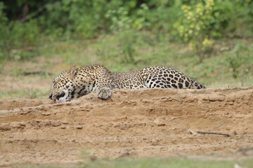 Sri Lankan Leopards in Wilpattu National Park, Sri Lanka 