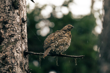 Brown Bird