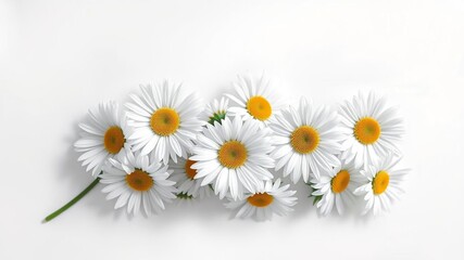 Fototapeta premium A beautiful still life of daisies arranged on a plain canvas with soft brushstrokes creating a sense of movement, minimalist style, gentle colors, natural beauty