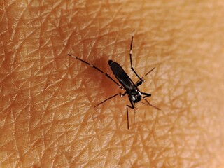 	 Mosquitoes bite and suck human blood. Mosquitoes are vectors that transmit vector-borne human illness through their bites.