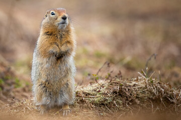 ground squirrel 