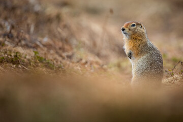 Ground squirrel 