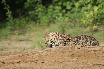 Sri Lankan Leopards in Wilpattu National Park, Sri Lanka 