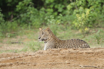 Sri Lankan Leopards in Wilpattu National Park, Sri Lanka 