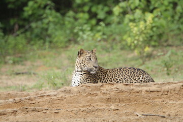 Sri Lankan Leopards in Wilpattu National Park, Sri Lanka 