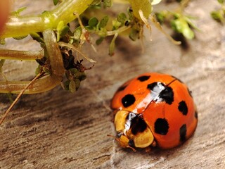 Macro shoot of a ladybug (coccinella magnifica) crawling on the floor; pesticide free biological pest control through natural enemies.