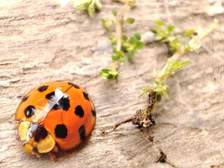 Macro shoot of a ladybug (coccinella magnifica) crawling on the floor; pesticide free biological pest control through natural enemies.