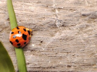 Macro shoot of a ladybug (coccinella magnifica) crawling on the floor; pesticide free biological pest control through natural enemies.