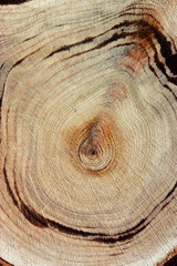 Natural wooden background, wood texture annual rings form. Macro photo of cross section of juniper log, graphic nature organic fon. Sawed timber with twig close up with tree ring pattern, vertical