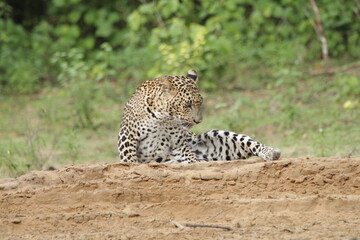Sri Lankan Leopards in Wilpattu National Park, Sri Lanka 