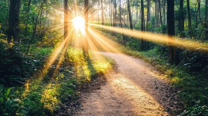 Fototapeta premium Sunlight Filters Through Trees in Lush Green Forest, Creating Beautiful Rays of Light on a Serene Pathway Surrounded by Nature's Splendor