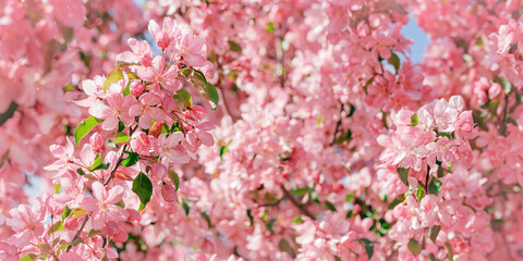 Pink apple tree flowers at sunlight, spring blooming red blooms on blurred bokeh background, wide banner. Beauty nature scenery in garden, delicate textured petals of blooms outdoor