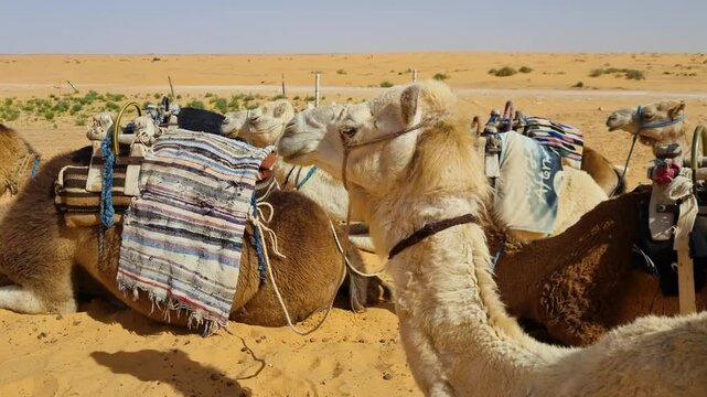 Shot of white and brown dromedary camels laying in the hot sand waiting for tourists in the Sahara desert of Tunisia
