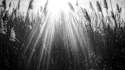 Obraz premium Sunlight Filters Through Tall Grass Blades Creating a Serene Atmosphere in Black and White Photography Showcasing Nature's Beauty and Tranquility