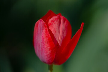 Red Tulips. Amazing bright Crimson Scarlet tulip flowers blooming in the garden at sunny spring...