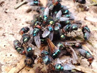 The house fly, Musca domestica, perched on rotten food.