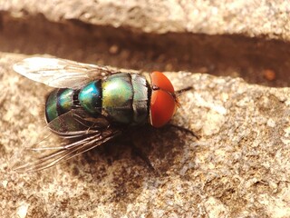 Close up house fly landed on a floor The house fly,  Musca domestica is a well-known cosmopolitan pest of both farm and home. 