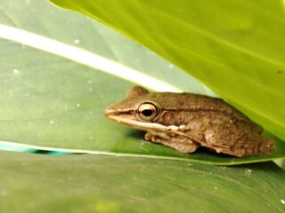 Macro shoot of hylarana chalconota or kongkang kolam , common green frog in Indonesia. Amphibians,  sitting on a green leaf.