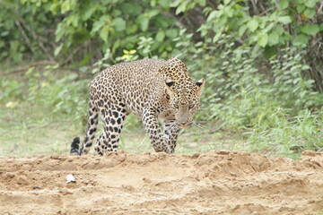 Sri Lankan Leopards in Wilpattu National Park, Sri Lanka 