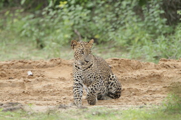 Sri Lankan Leopards in Wilpattu National Park, Sri Lanka 