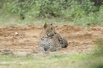 Sri Lankan Leopards in Wilpattu National Park, Sri Lanka 