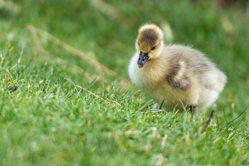 Baby duck