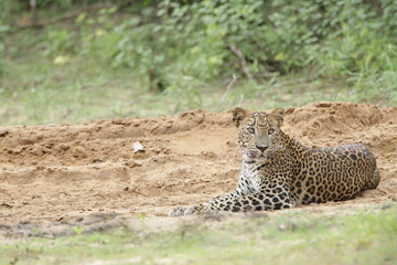 Sri Lankan Leopards in Wilpattu National Park, Sri Lanka 