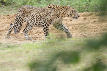 Sri Lankan Leopards in Wilpattu National Park, Sri Lanka 