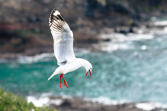 Red billed gull 