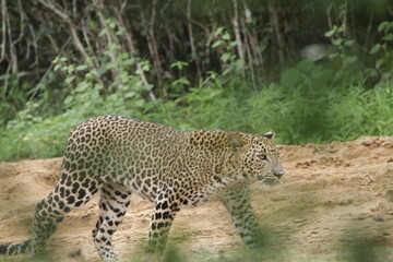 Sri Lankan Leopards in Wilpattu National Park, Sri Lanka 