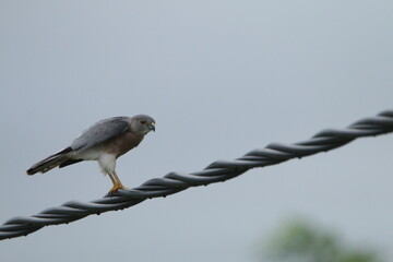 Sri Lankan Birds in Wilpattu National Park, Sri Lanka 