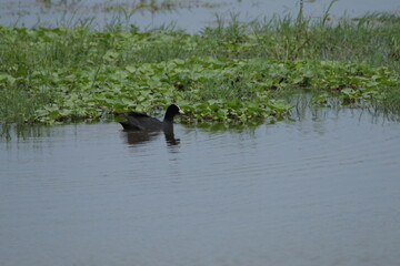 Sri Lankan Birds in Wilpattu National Park, Sri Lanka 
