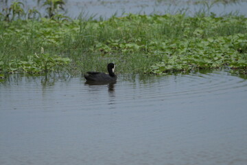 Sri Lankan Birds in Wilpattu National Park, Sri Lanka 