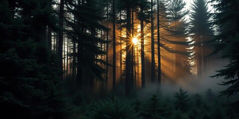 Obraz premium Evergreen forest at dawn with sunlight peeking through the canopy and mist rising from the ground, evergreen forest, early morning light, natural landscape
