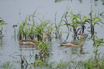 Sri Lankan Birds in Wilpattu National Park, Sri Lanka 