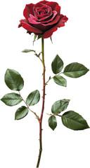 Obraz premium Red rose with green leaves on transparent background. Romantic and elegant nature concept