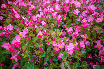 자연속에서 아름답게 피어난 꽃의 모습입니다.