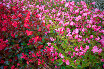 자연속에서 아름답게 피어난 꽃의 모습입니다.