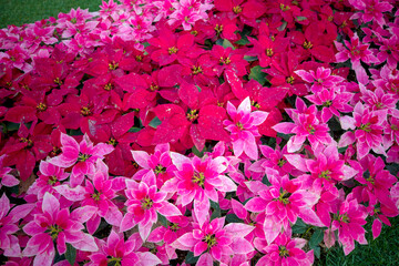 자연속에서 아름답게 피어난 꽃의 모습입니다.