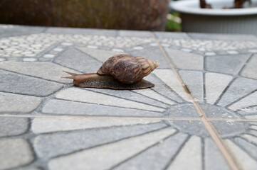 Closeup of Snails are crawling slowly on the beautifully patterned concrete walkway in Garden at...