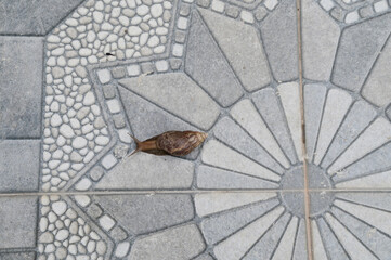 Closeup of Snails are crawling slowly on the beautifully patterned concrete walkway in Garden at Thailand.