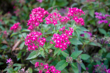 자연속에서 아름답게 피어난 꽃의 모습입니다.