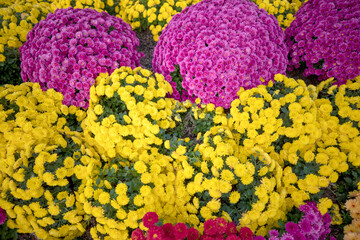 자연속에서 아름답게 피어난 꽃의 모습입니다.