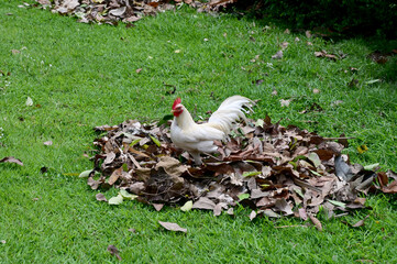 Closeup of  White Chicken is looking for food with natural background in the garden at Thailand.