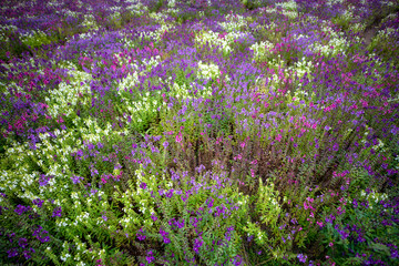 자연속에서 아름답게 피어난 꽃의 모습입니다.