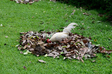 Closeup of  White Chicken is looking for food with natural background in the garden at Thailand.