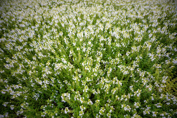 자연속에서 아름답게 피어난 꽃의 모습입니다.