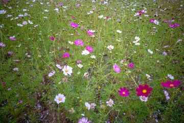 자연속에서 아름답게 피어난 꽃의 모습입니다.