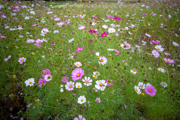 자연속에서 아름답게 피어난 꽃의 모습입니다.